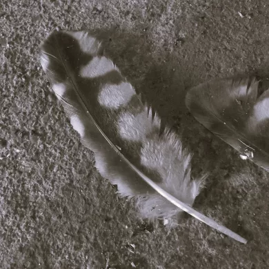 Dead Owl by J. R. Solonche