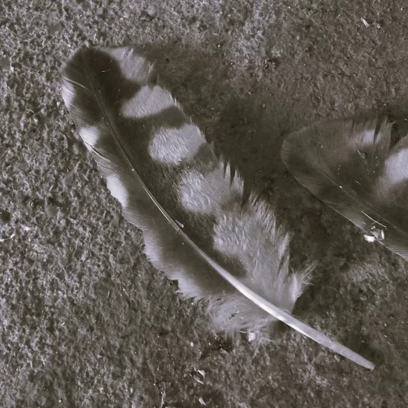 Dead Owl by J. R. Solonche