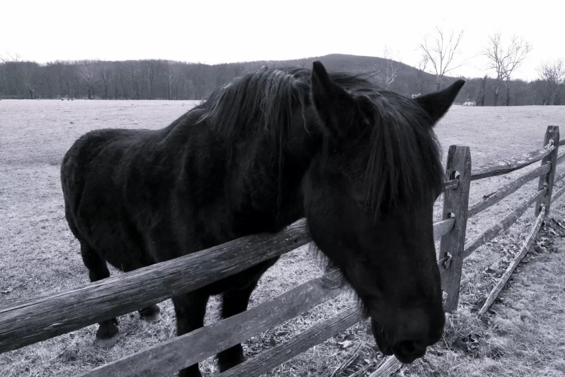 Grieving Horses by Julia H. Fonte