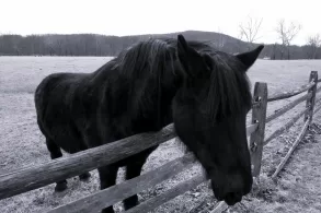 Grieving Horses by Julia H. Fonte