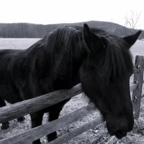 Grieving Horses by Julia H. Fonte