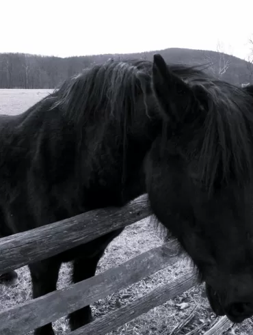 Grieving Horses by Julia H. Fonte