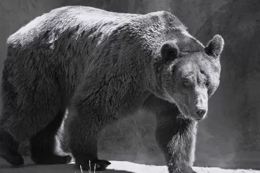 Bug by John Whittier Treat