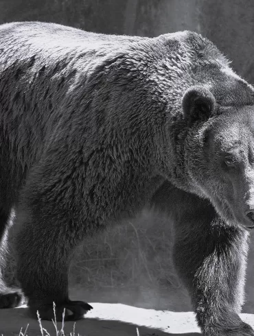 Bug by John Whittier Treat