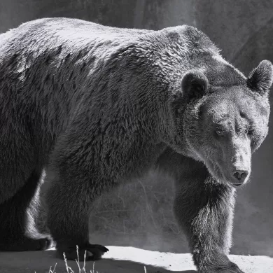 Bug by John Whittier Treat