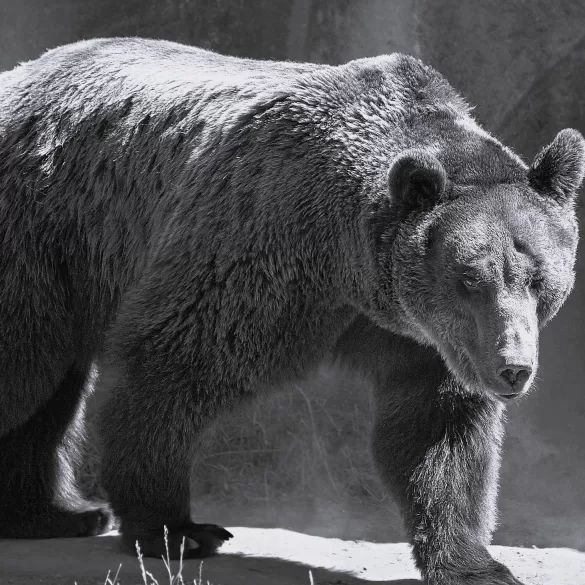 Bug by John Whittier Treat