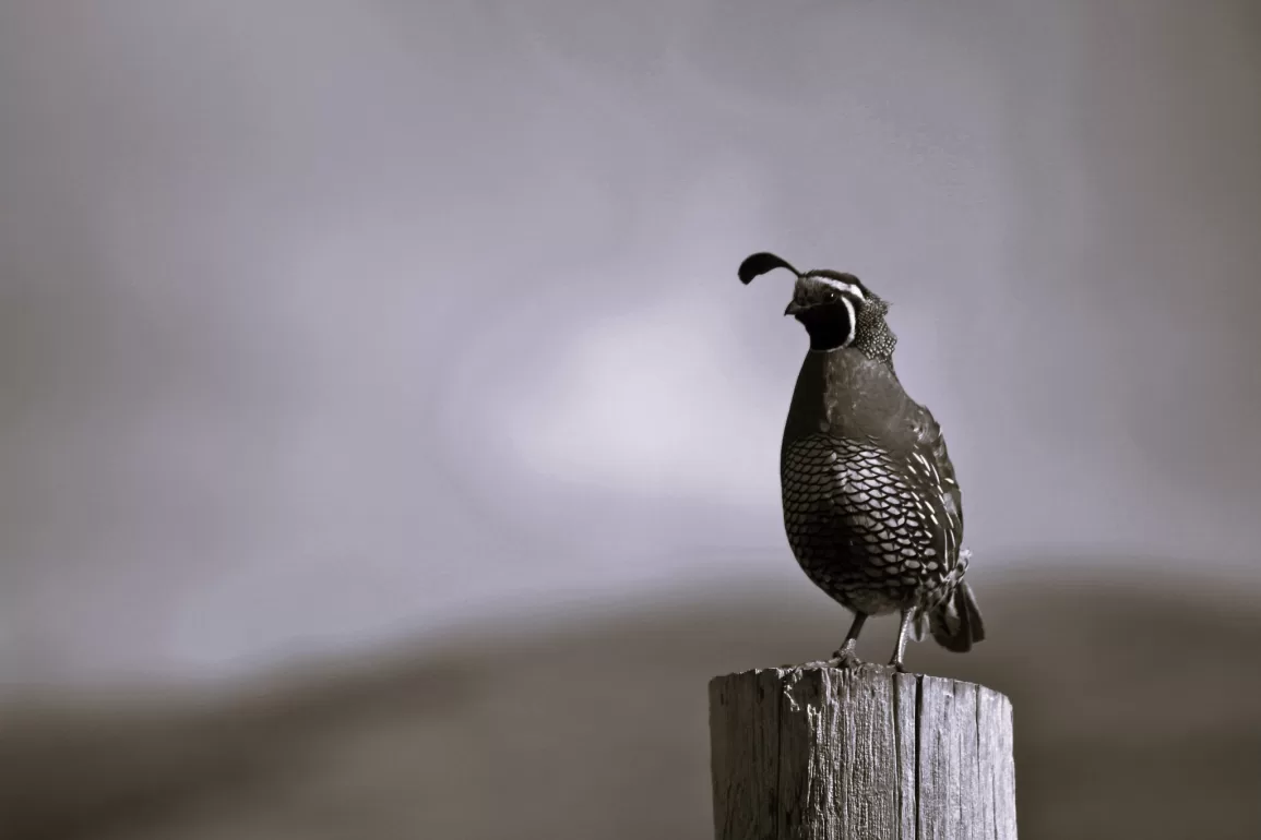 Watching Birds Rises by Tom Riley