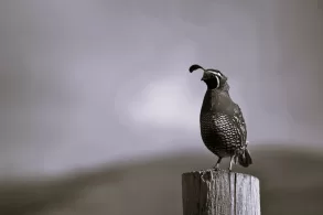 Watching Birds Rises by Tom Riley