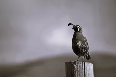 Watching Birds Rises by Tom Riley