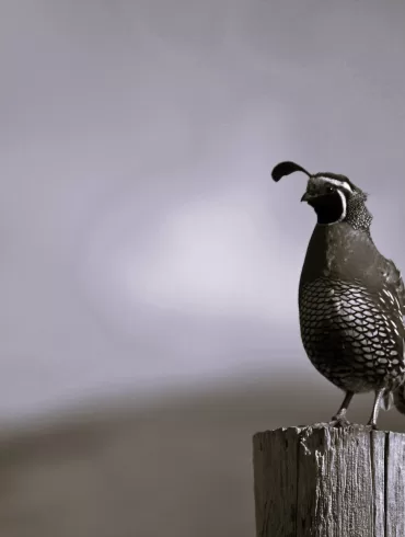 Watching Birds Rises by Tom Riley