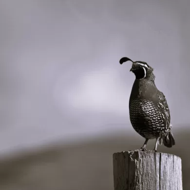 Watching Birds Rises by Tom Riley
