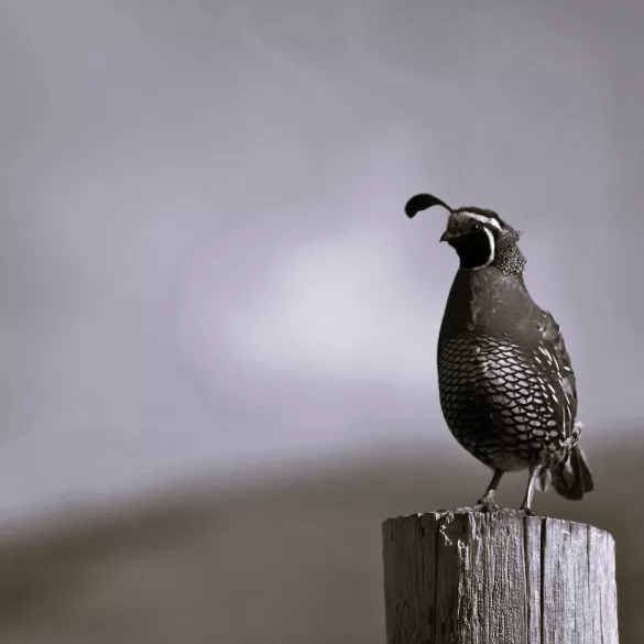 Watching Birds Rises by Tom Riley