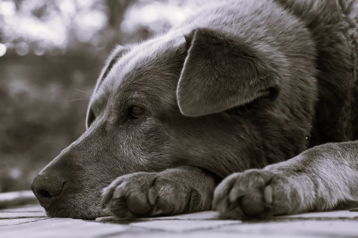 Rural Voices by Amelia Michelle Nicol