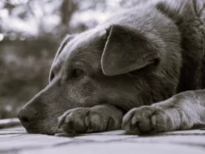 Rural Voices by Amelia Michelle Nicol