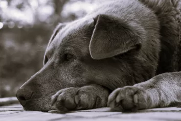 Rural Voices by Amelia Michelle Nicol