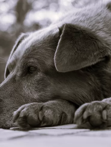 Rural Voices by Amelia Michelle Nicol