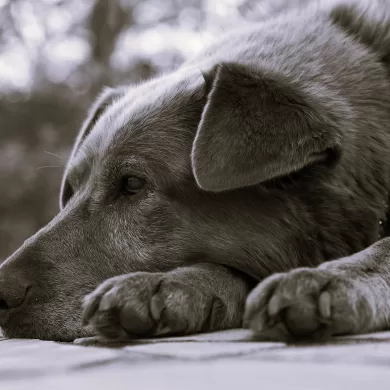 Rural Voices by Amelia Michelle Nicol