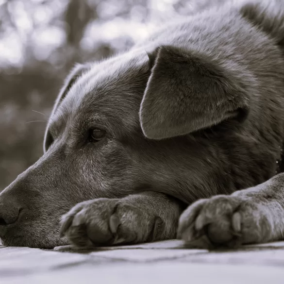 Rural Voices by Amelia Michelle Nicol