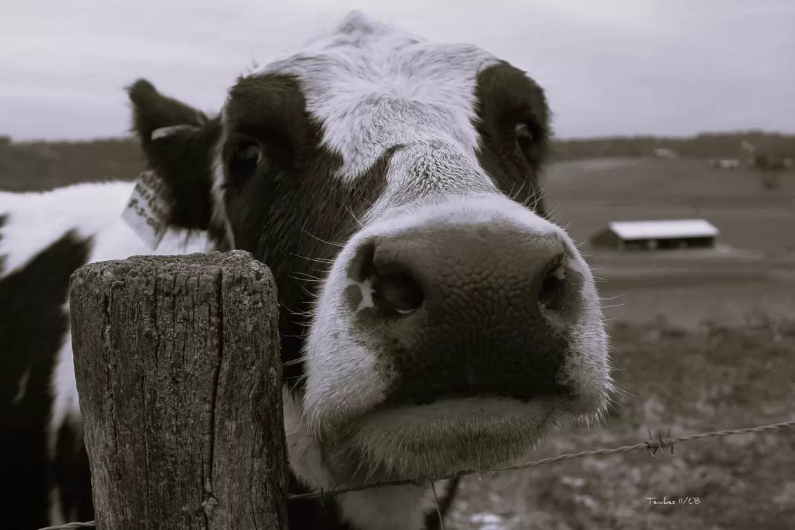 A Good Visit Home by Dan Tamblyn