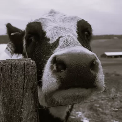 A Good Visit Home by Dan Tamblyn