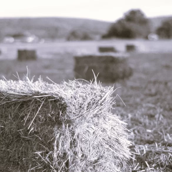 Baling with Glen by Joseph Powell