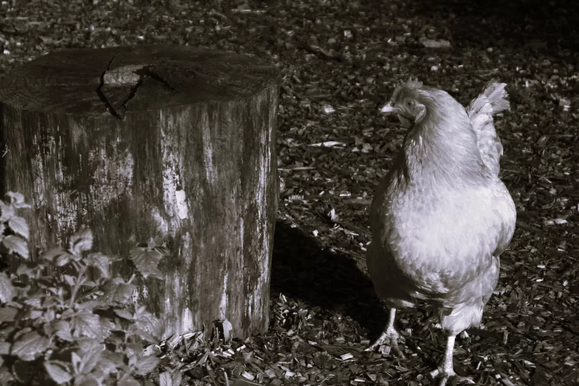 On Killing by Andrew Sharp