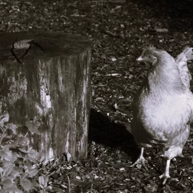 On Killing by Andrew Sharp