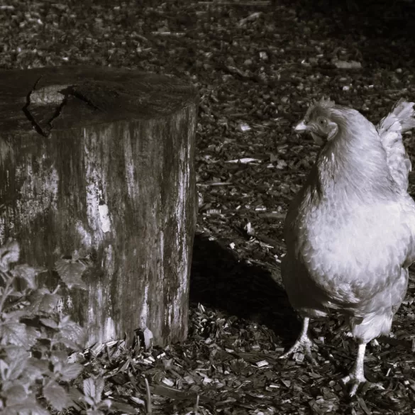 On Killing by Andrew Sharp