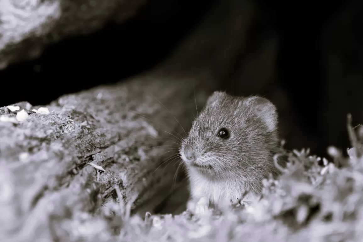 A Farmer and a Journalist Walks into a Barn by Eugene Jones Baldwin