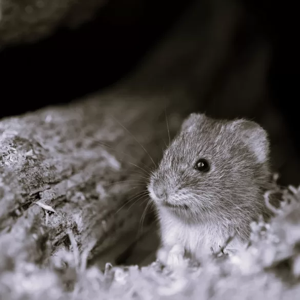 A Farmer and a Journalist Walks into a Barn by Eugene Jones Baldwin