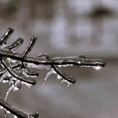 Winter Watch by Daril Bentley